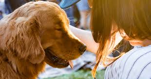 Animal Care